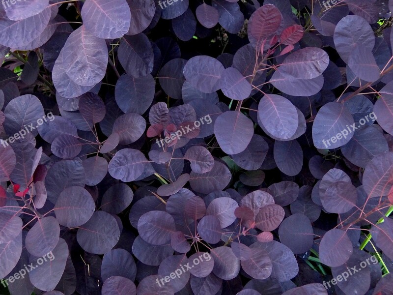 Leaves Violet Shrubs Grasses Plant