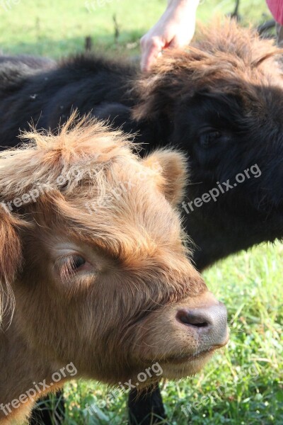 Cow Milk Shaggy Homestead Pasture