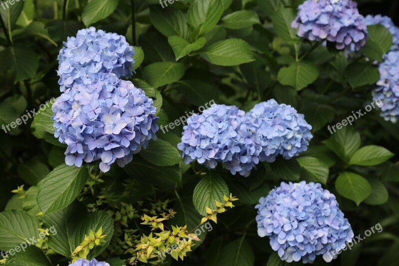 Hydrangea Flowers And Plants Flower Free Photos