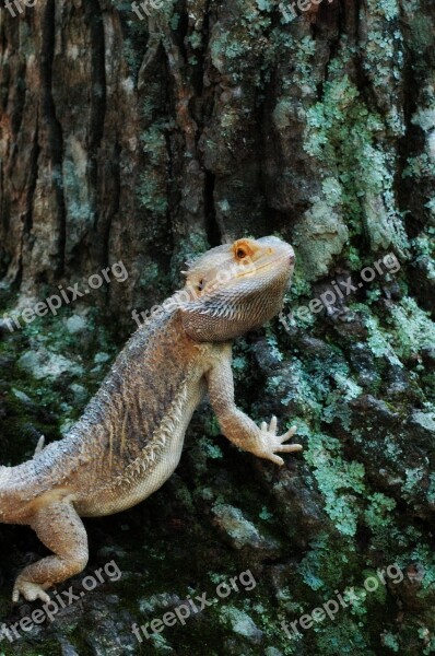 Pets Lizard Bearded Dragon Free Photos