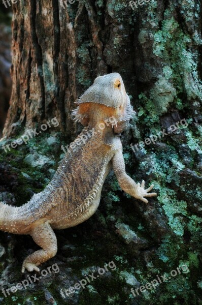 Pets Lizard Bearded Dragon Free Photos