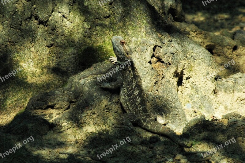 Pets Lizard Bearded Dragon Free Photos