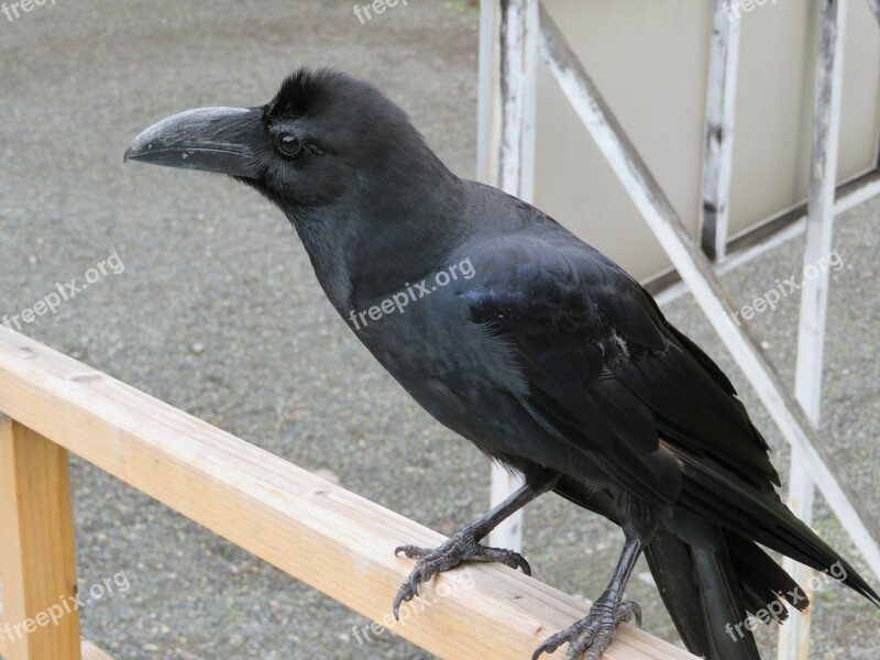 Crow Blackbird Raven Bird Black