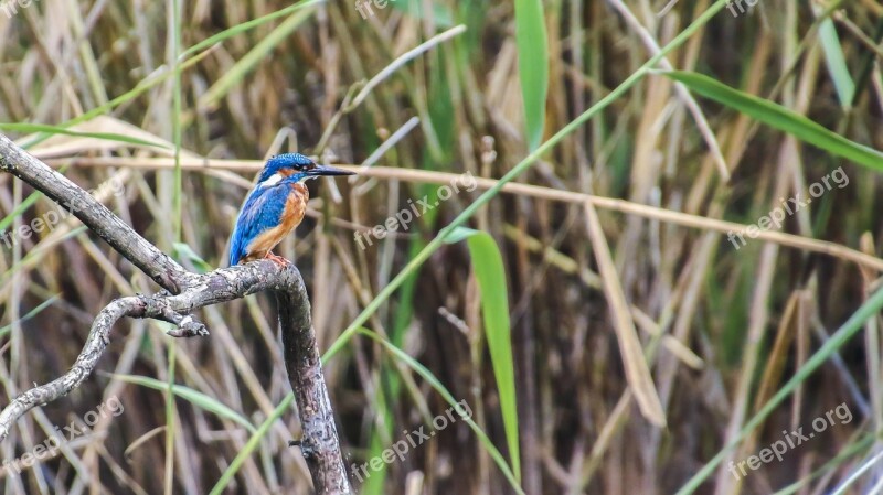 Kingfisher Bird Clean River Nature