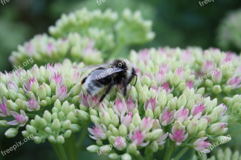 Bumblebee Flowers Insect Nature Macro