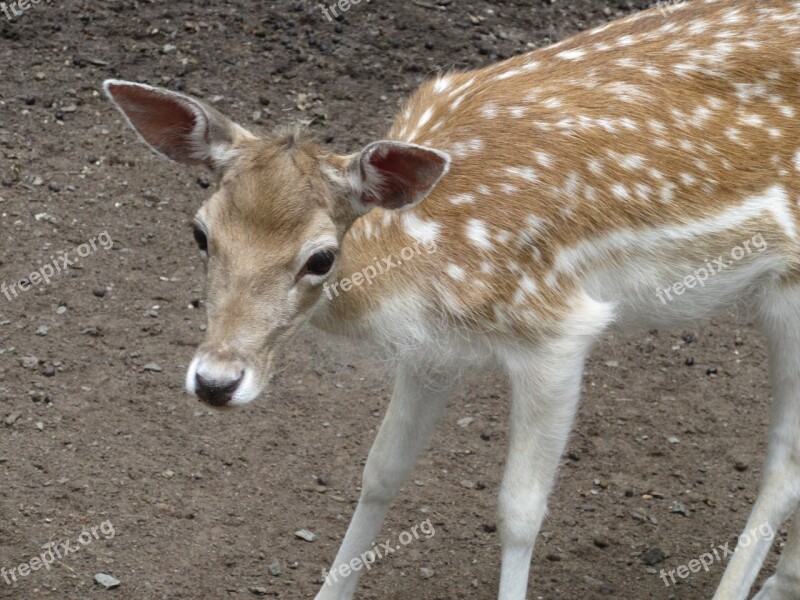 Roe Deer Bambi Curious Deer Park Wild