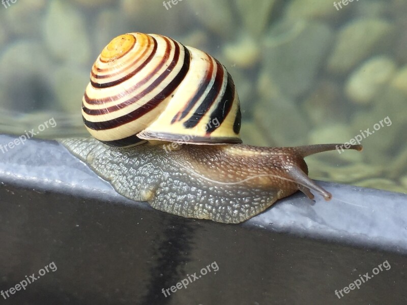 Snail Animal Shell Probe Slowly