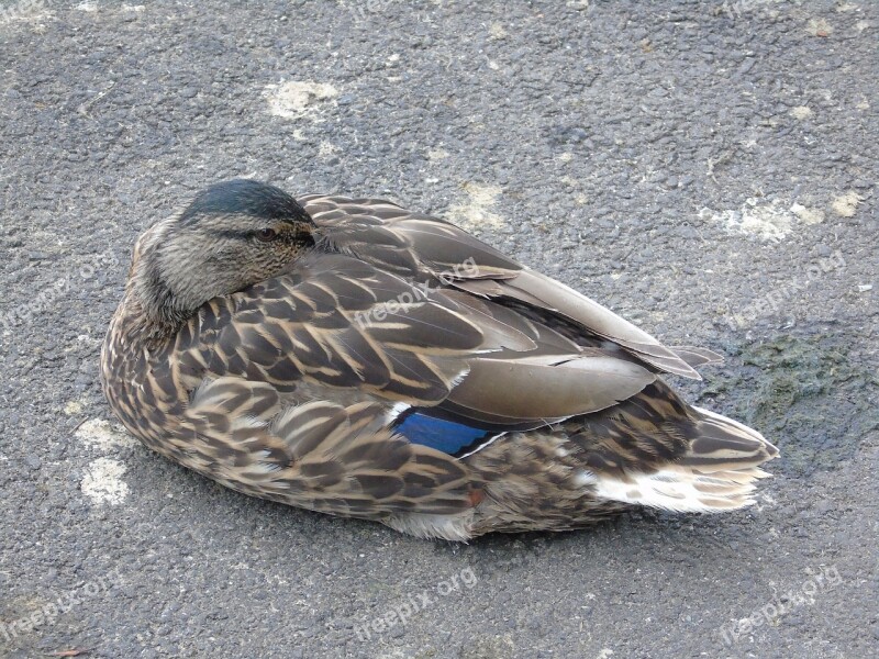 Duck Bird Wildlife Waterfowl Nature