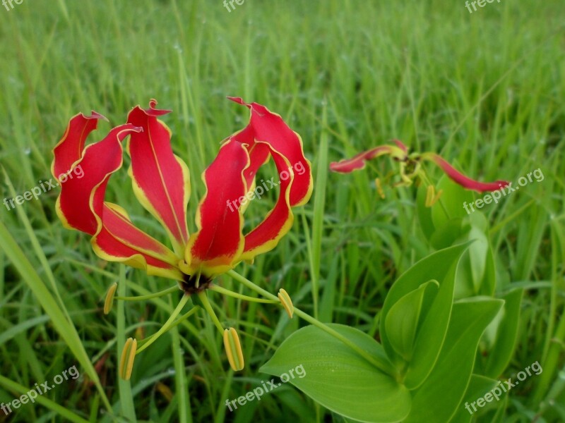 Flame Lily Gloriosa Superba Flower Lily Tropical