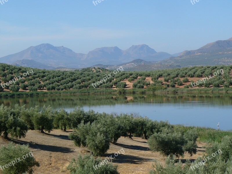 Field Olive Trees Lake Mountains Nature