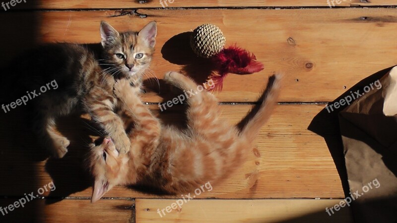 Kittens Playful Cat Cute Animal