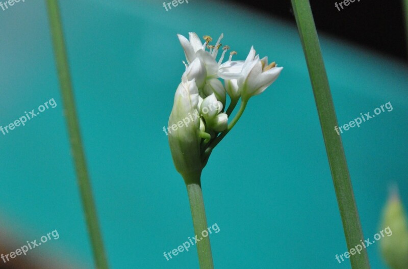 Cut Garlic Blossom Bloom Macro Bud