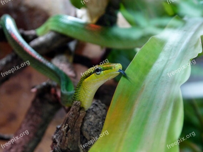 Snake Reptile Tongue Green Tree