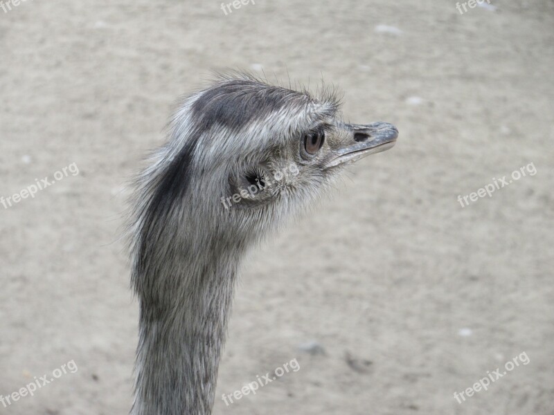 Bouquet Zoo Head Bird Ostrich