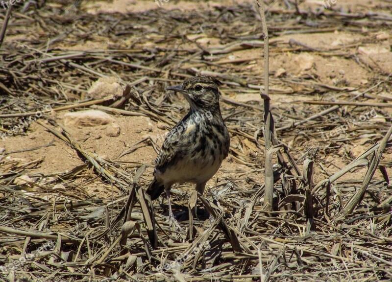 Lark Bird Animal Wildlife Fauna