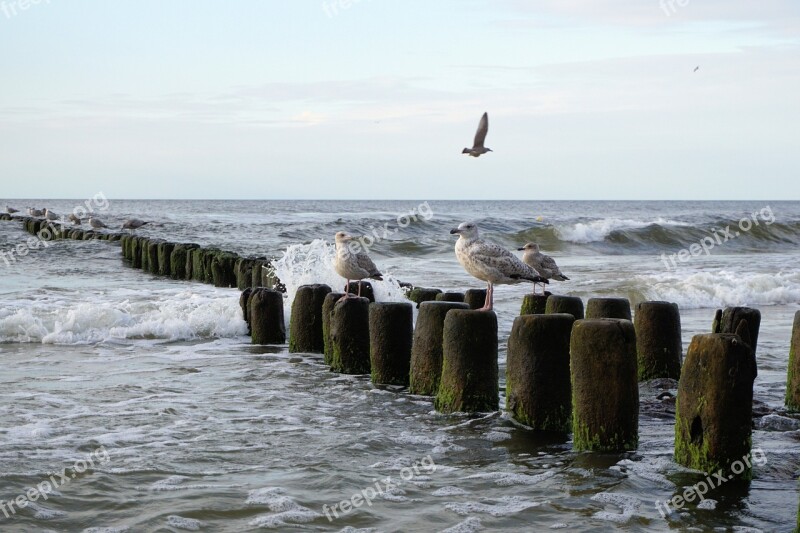 Seagull Baltic Sea Sea Water Bird