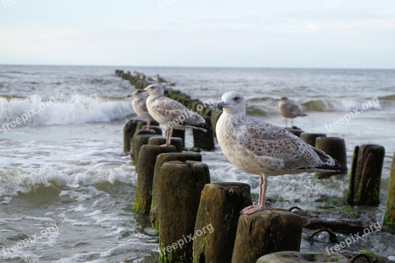 Seagull Baltic Sea Sea Water Bird