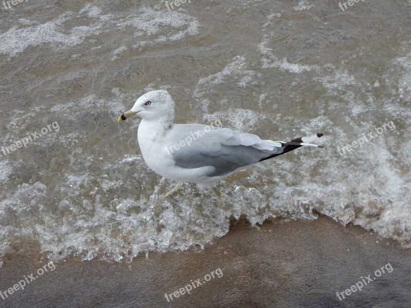 Seagull Wave Profile Sea Beach