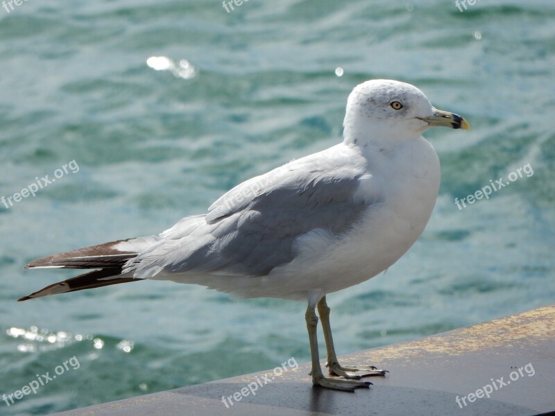 Seagull Water Lake Gull Bird