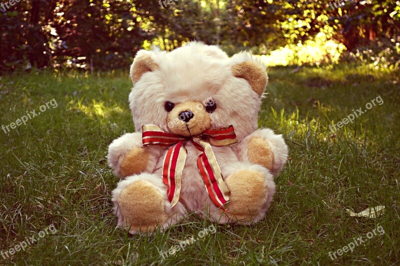 Teddy Bear Bear Teddy Toy Cuddly Toy