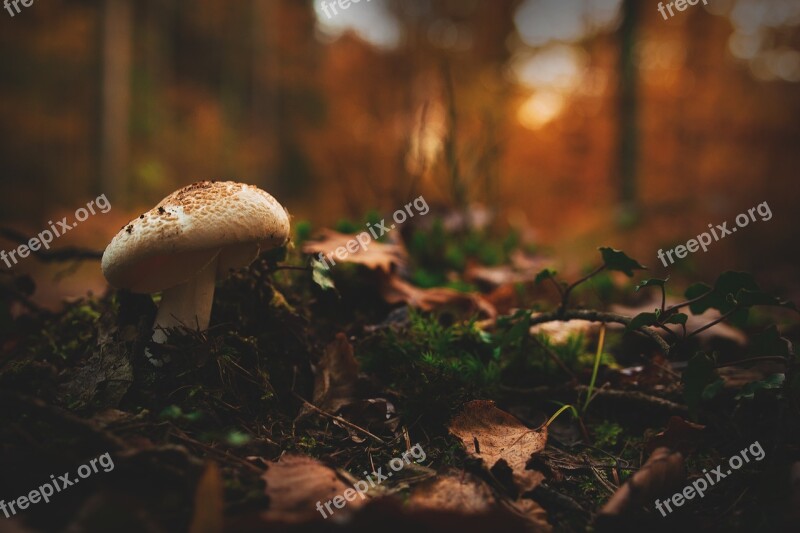 Mushroom Forest Autumn Toxic Nature