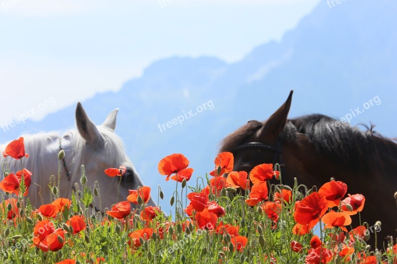 Horses Poppy Austria Unterberg Free Photos