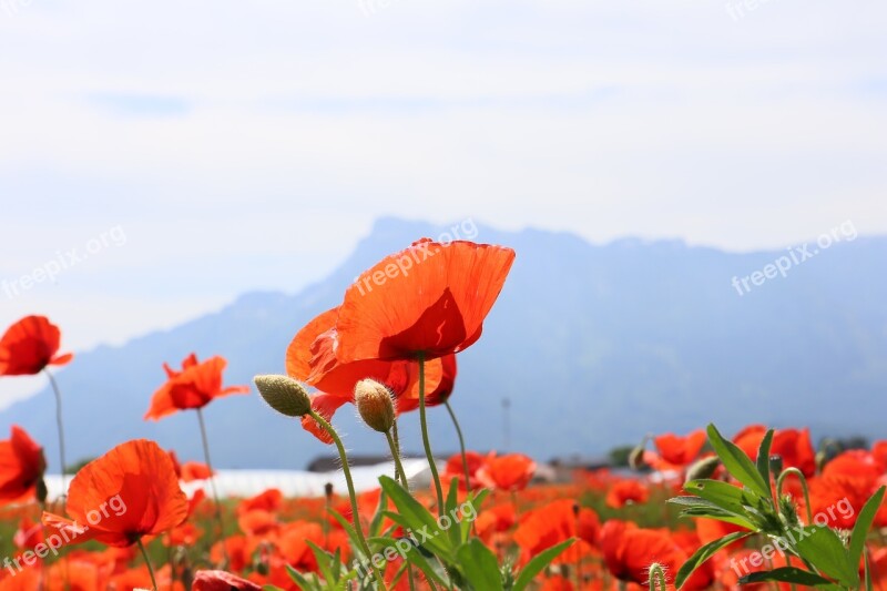 Poppy Unterberg Austria Free Photos