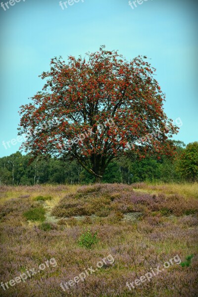 Heide Nature Heather Lüneburg Heath Nature Reserve