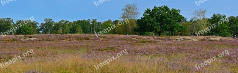 Heide Nature Heather Lüneburg Heath Nature Reserve