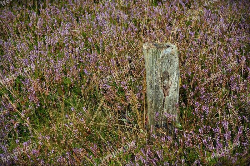 Heide Pile Nature Heather Lüneburg Heath