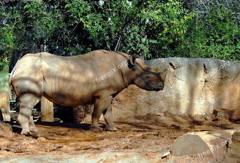 Rhino Wildlife Animal Reserve Rhinoceros