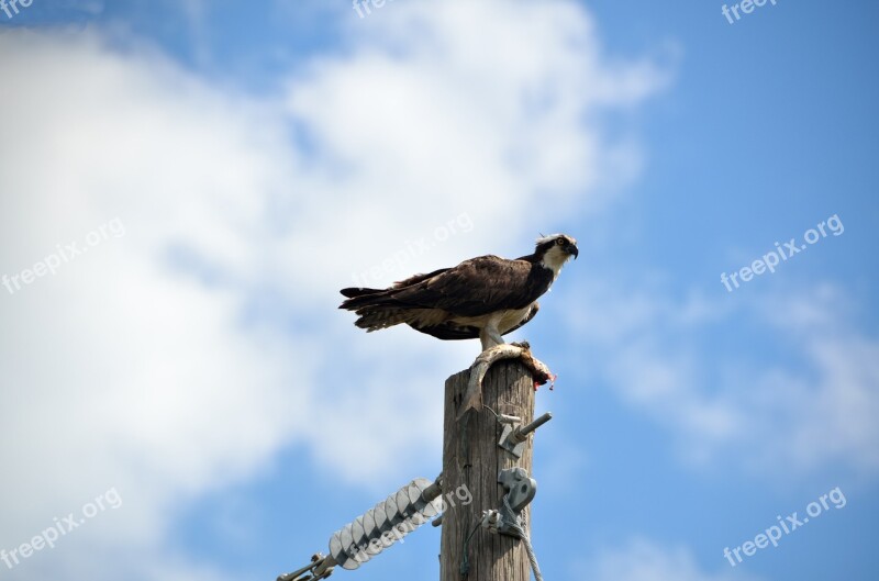 Osprey Caught Fish Food Wildlife Bird