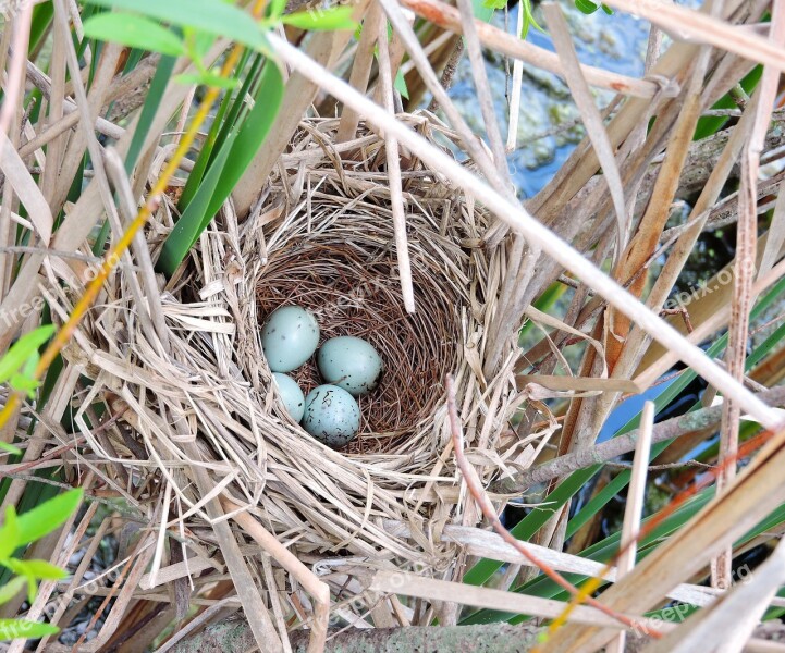 Red-winged Black Bird Birds Bird Nests Baby Birds Wildlife