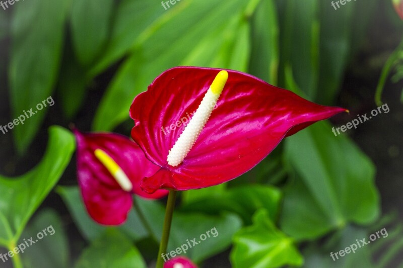 Flowers Cornwall Uk England Wildflower