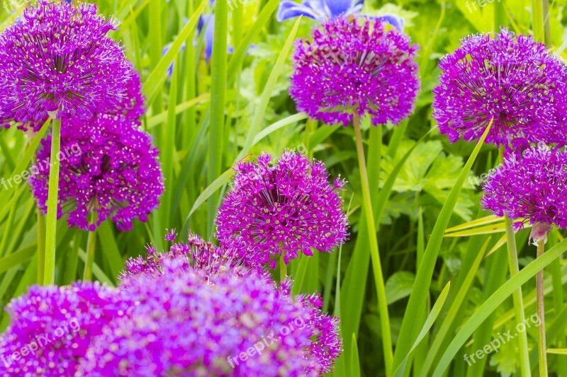 Flowers Cornwall Uk England Wildflower