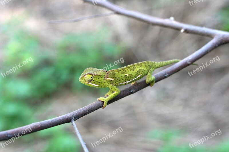 Chameleon South Africa Dwarf Reptile Animal