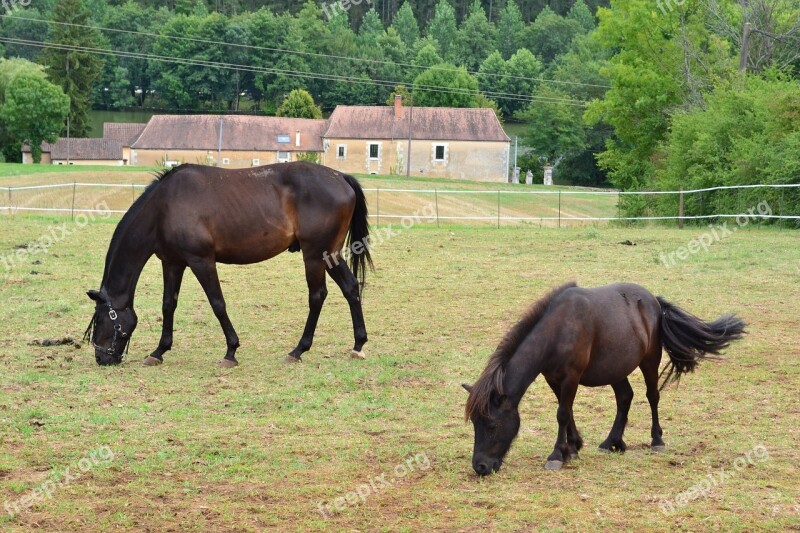 Horse Pony Prairie Pre Shepherd