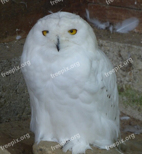 Snowy Owl Bird Feather White Owl