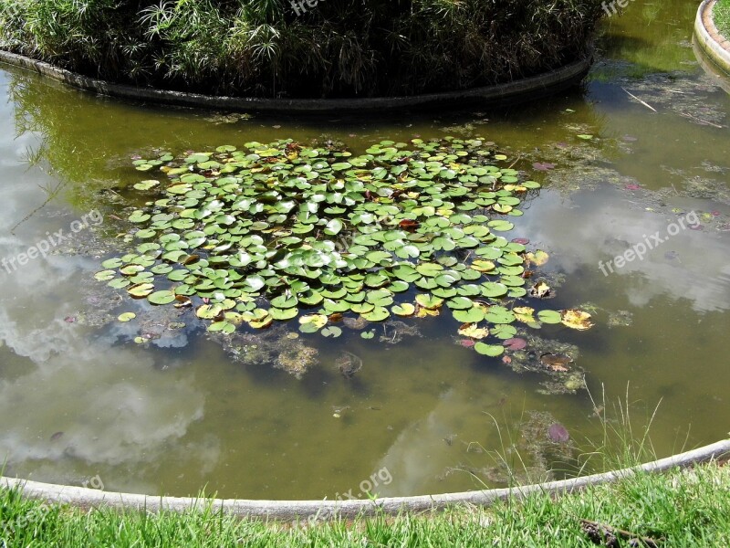 Aquatic Plant Water Pond Leaves Vegetation