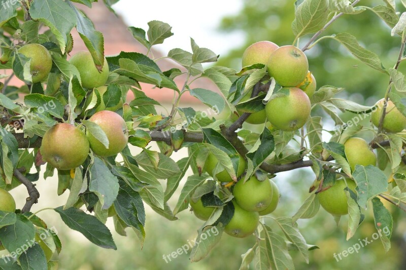 Apple Apple Tree Branch Tree Fruit