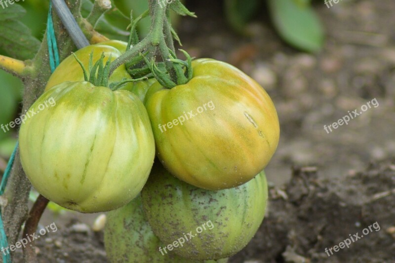 Tomatoes Tomato Shrub Nachtschattengewächs Garden Bush Tomatoes