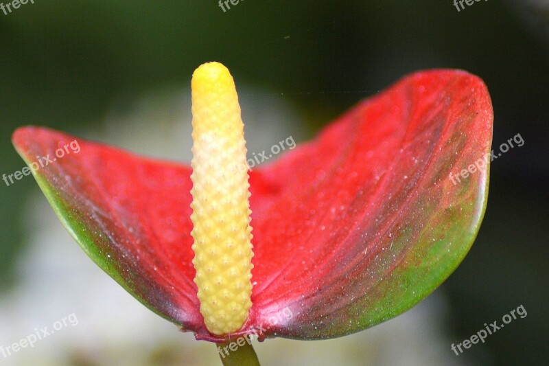 Anthurium Blossom Bloom Red Flower