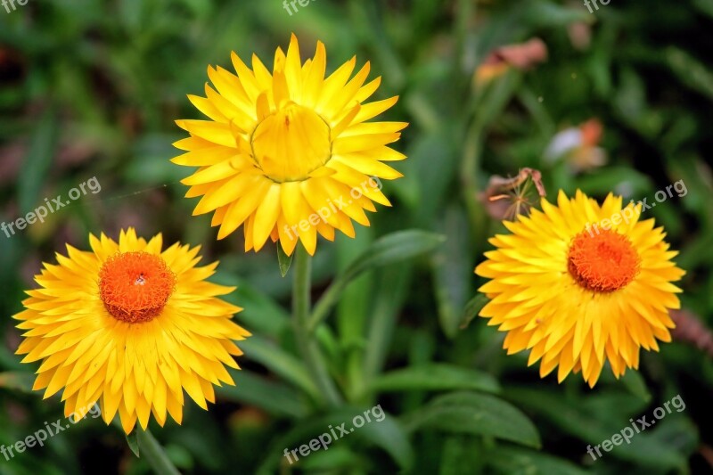 Straw Flowers Flowers Yellow Orange Free Photos