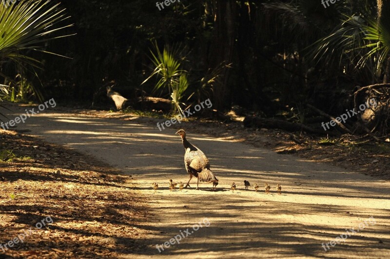 Wild Turkeys Hen Chicks Road Rural