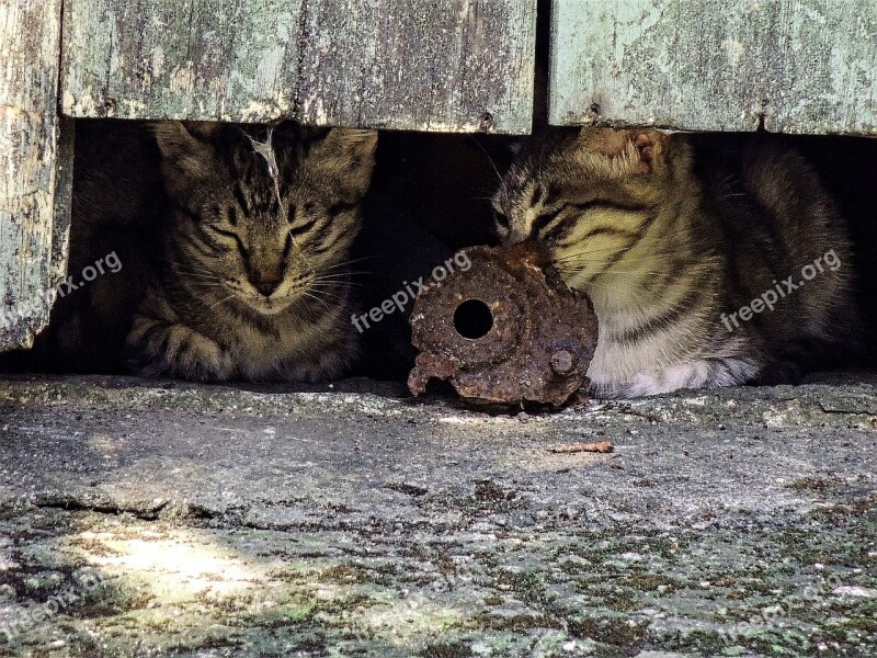 Feral Cats Relaxing Looking Cute Animals