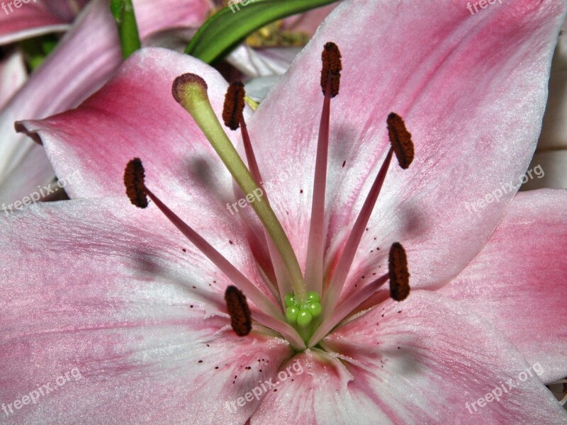 Inflorescence Flowers Bright Strong Stamens