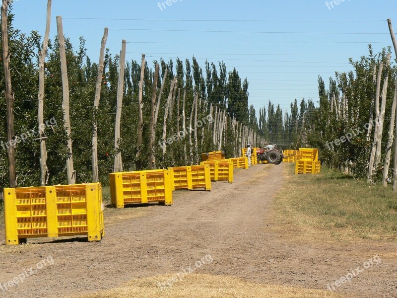 Apple Harvest Black River Mature Food Free Photos