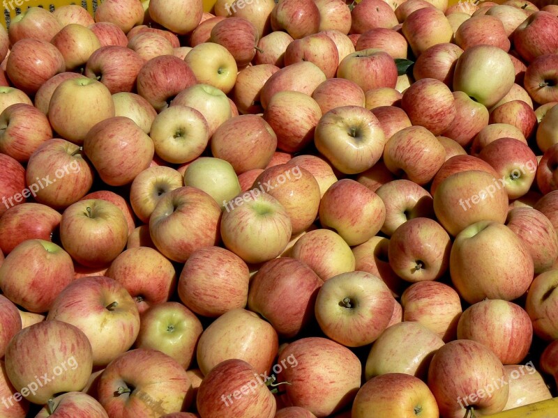 Apples Harvest Black River Food Grow Up