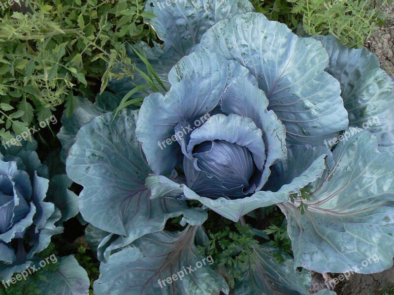 Cabbage Col Herbaceous Vegetable Food