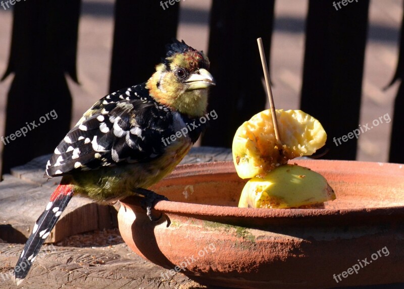 Garden Bird Food Apple Free Photos